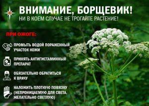 Осторожно борщевик!